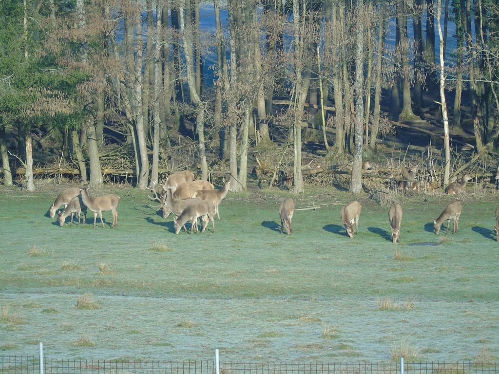 Gite Des Biches Birkenwald Εξωτερικό φωτογραφία